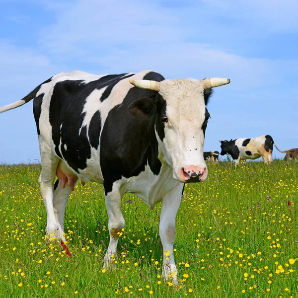 Cows Summer Pasture — Stock Photo, Image