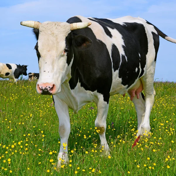 Vaca Pasto Verão — Fotografia de Stock