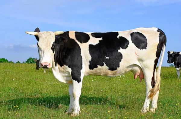 Vache Dans Pâturage Été — Photo