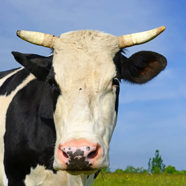 Vache Dans Pâturage Été — Photo