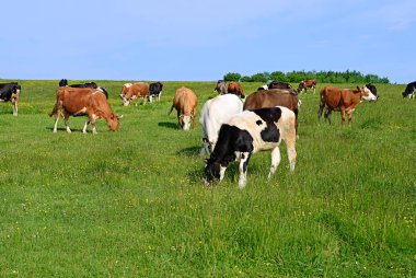Yaz otlağında inekler