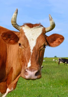 Yaz otlağında inekler