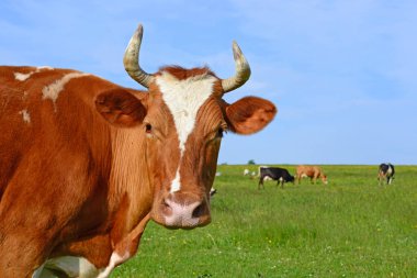 Yaz otlağında inekler