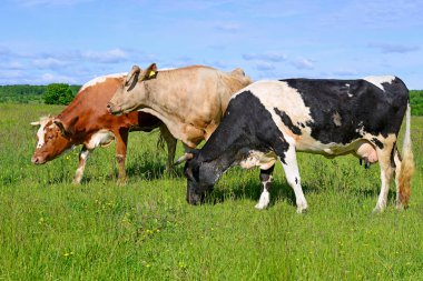 Yaz otlağında inekler