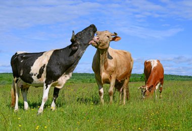 Yaz otlağında inekler