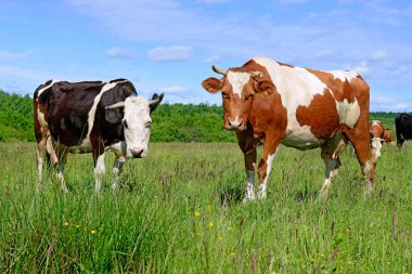 Yaz otlağında inekler