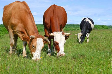 Yaz otlağında inekler