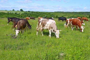 Yaz otlağında inekler