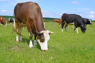 Yaz otlağında inekler
