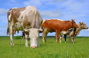 Yaz otlağında inekler