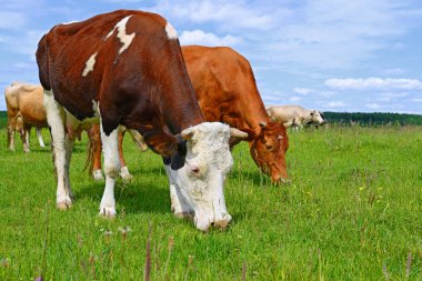 Yaz otlağında inekler