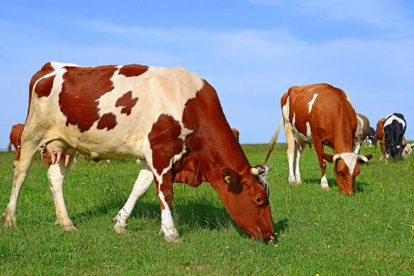 Las Vacas Pasto Verano — Foto de Stock