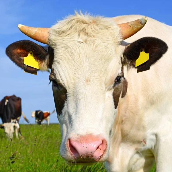 Das Kalb Auf Der Sommerweide — Stockfoto