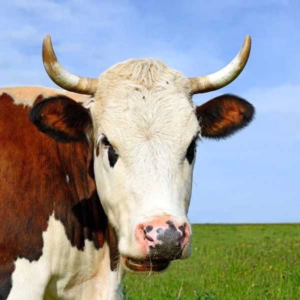 Kuh Auf Einer Sommerweide — Stockfoto