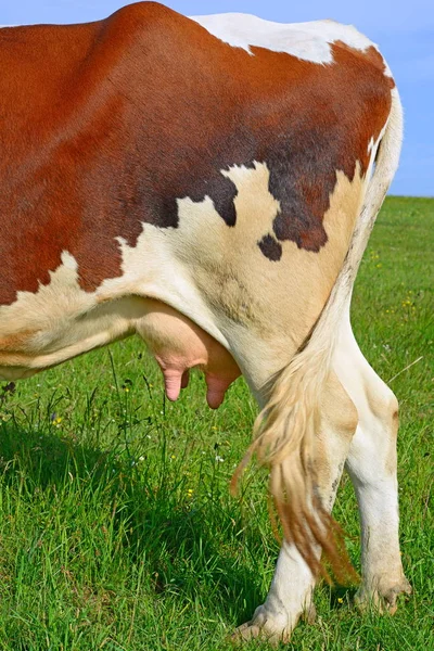 Вымя Коровы Крупный План — стоковое фото
