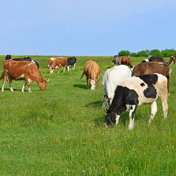 Cows Summer Pasture — Stock Photo, Image