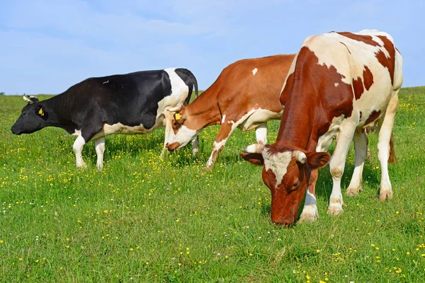 Vaches Sur Pâturage Été — Photo