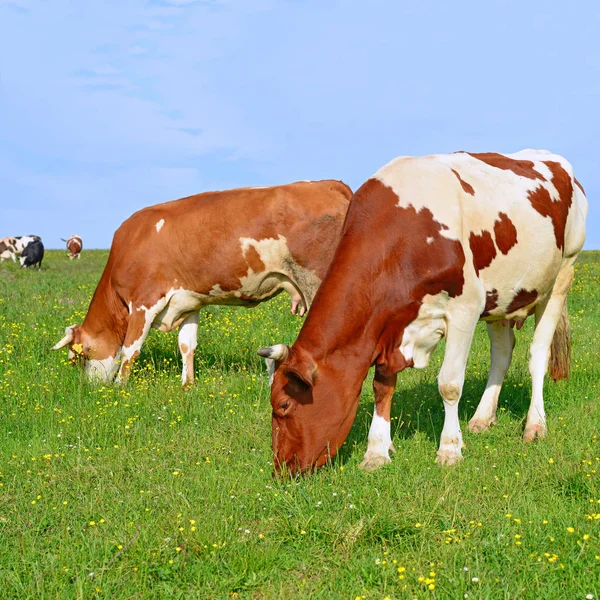 Tehenek Nyári Legelőn — Stock Fotó