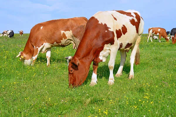 Vaches Sur Pâturage Été — Photo