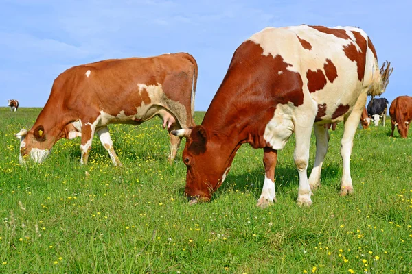 Las Vacas Pasto Verano —  Fotos de Stock