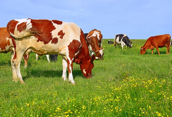 Tehenek Nyári Legelőn — Stock Fotó