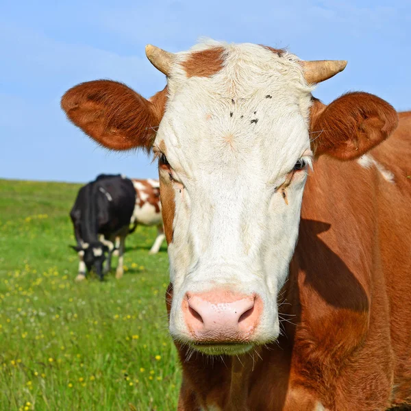 Vache Dans Pâturage Été — Photo