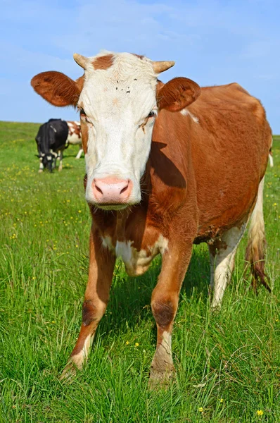 Kuh Auf Einer Sommerweide — Stockfoto