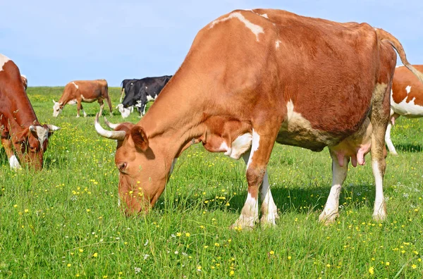 Vaches Sur Pâturage Été — Photo