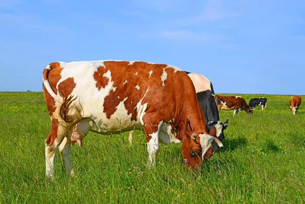 Vacas Pasto Verão — Fotografia de Stock