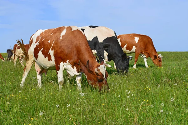 Las Vacas Pasto Verano —  Fotos de Stock