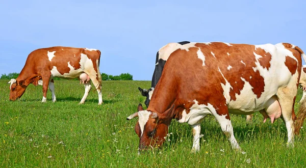 Mucche Pascolo Estivo — Foto Stock