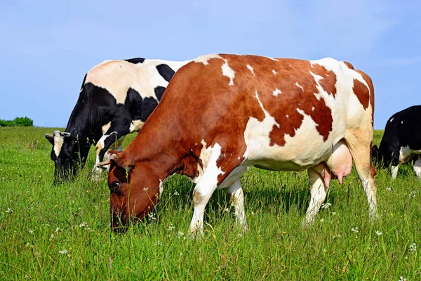 Vaci Pășune Vară — Fotografie, imagine de stoc