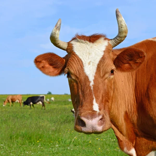 Las Vacas Pasto Verano —  Fotos de Stock