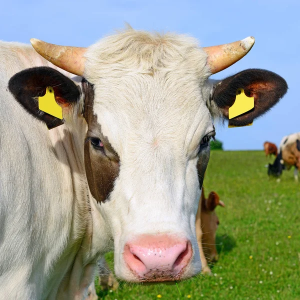 Calf Summer Pasture — Stock Photo, Image