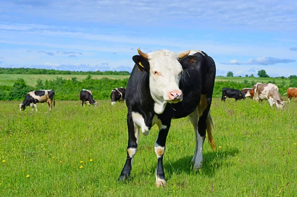 Las Vacas Pasto Verano —  Fotos de Stock