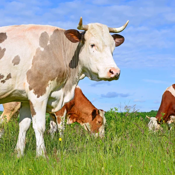 Koeien Een Zomerweide — Stockfoto