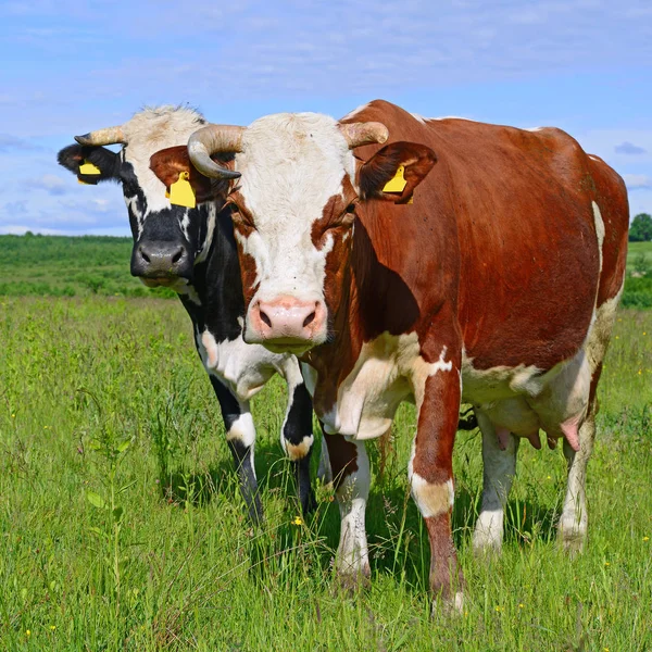 Las Vacas Pasto Verano — Foto de Stock