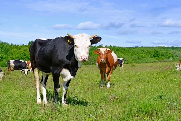 Vacas Pasto Verão — Fotografia de Stock