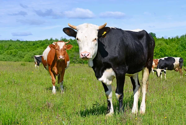 Tehenek Nyári Legelőn — Stock Fotó