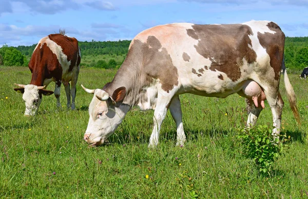 Cows Summer Pasture — Stock Photo, Image