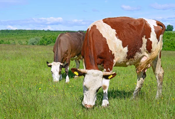 Vacas Pasto Verão — Fotografia de Stock