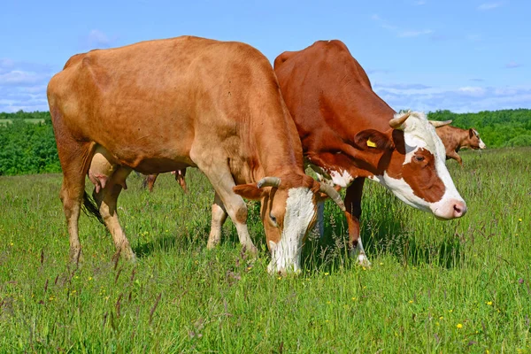 Vacas Pasto Verão — Fotografia de Stock