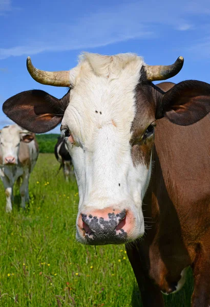 Vache Dans Pâturage Été — Photo