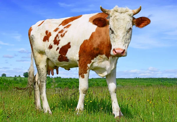 Vache Dans Pâturage Été — Photo