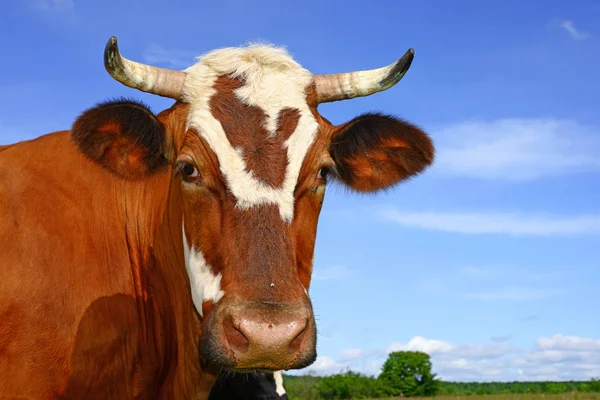 Nahaufnahme Einer Niedlichen Kuh Auf Der Wiese — Stockfoto