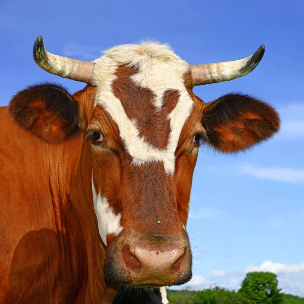 Close Cute Cow Meadow — Stock Photo, Image