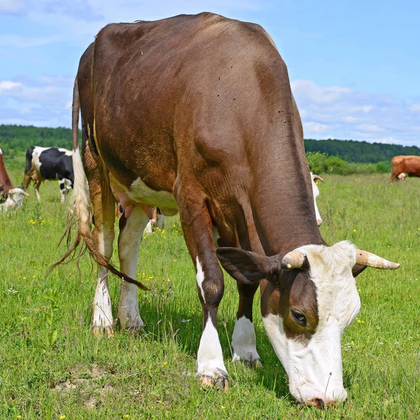 Vacas Pasto Verão — Fotografia de Stock