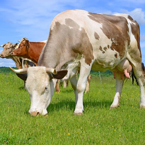 Vaches Sur Pâturage Été — Photo