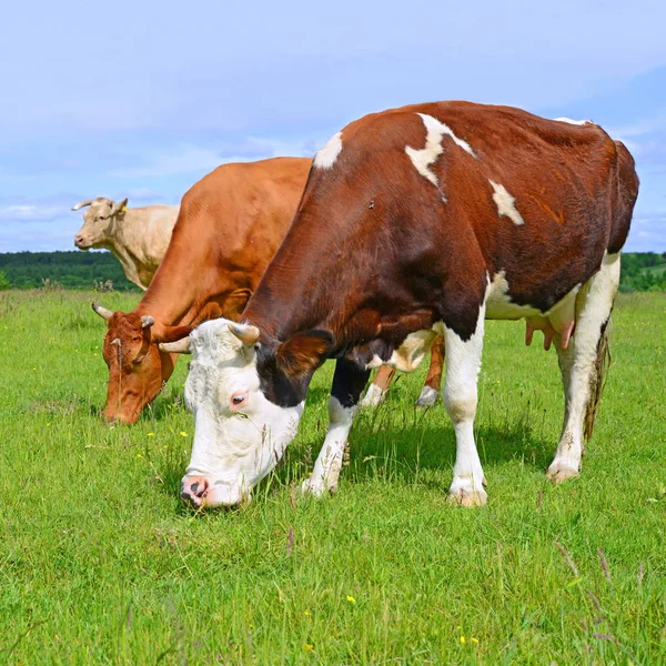 Koeien Een Zomerweide — Stockfoto