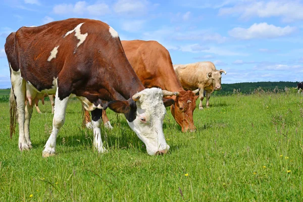 Las Vacas Pasto Verano —  Fotos de Stock